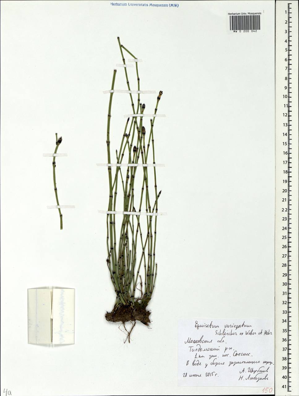 Equisetum variegatum Schleich., Eastern Europe, Moscow region (E4a) (Russia)