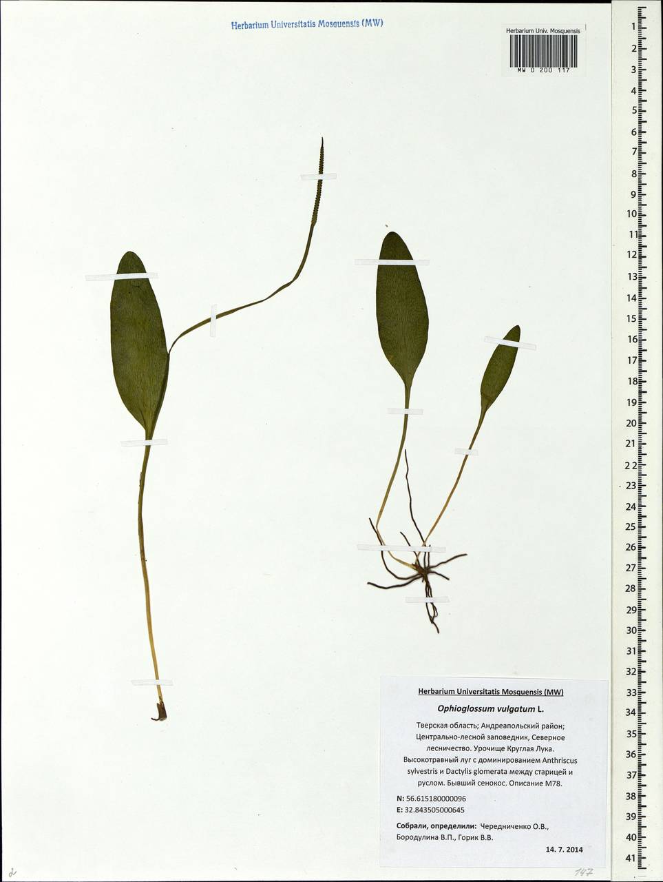 Ophioglossum vulgatum L., Eastern Europe, North-Western region (E2) (Russia)