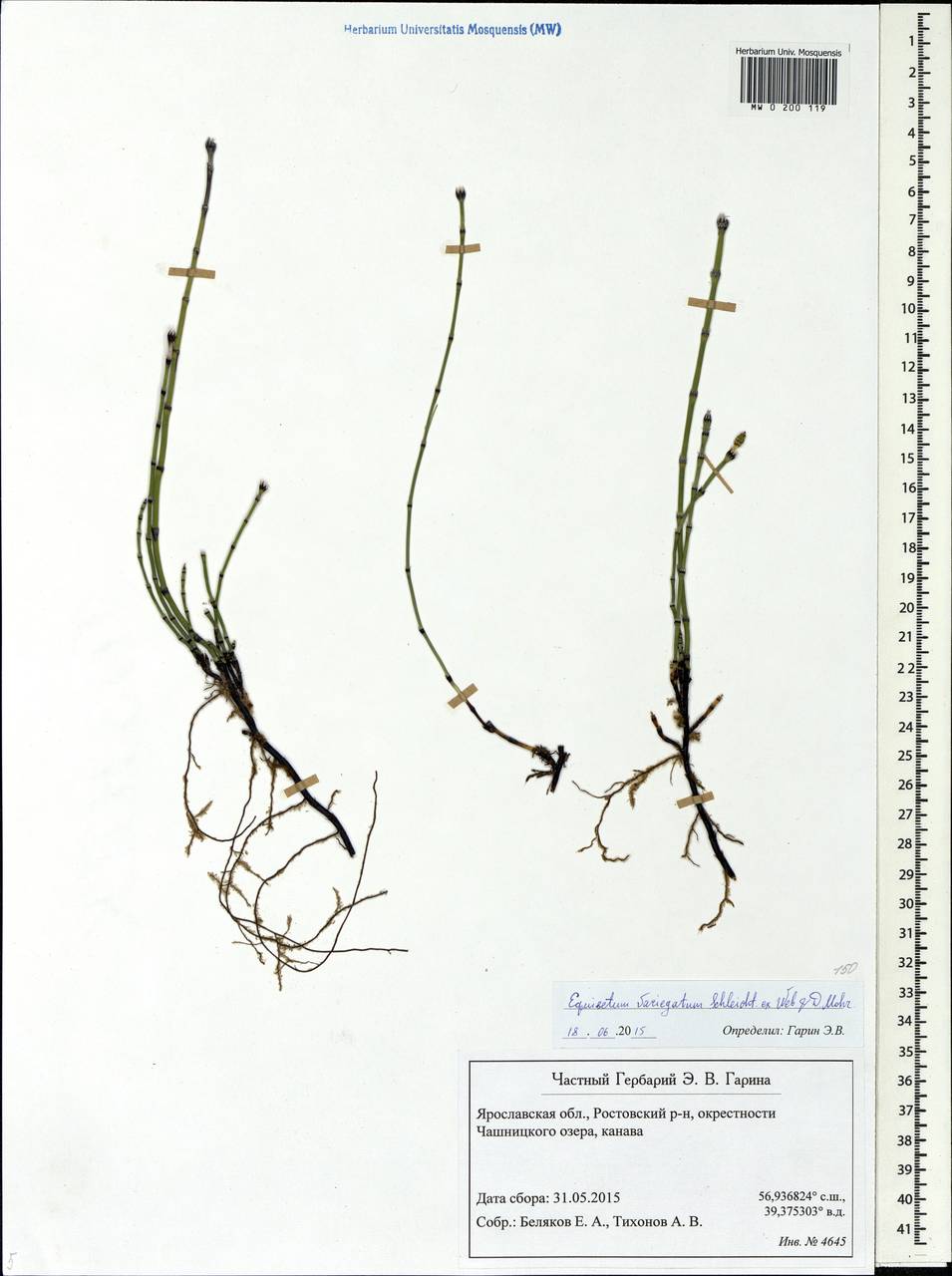 Equisetum variegatum Schleich., Eastern Europe, Central forest region (E5) (Russia)