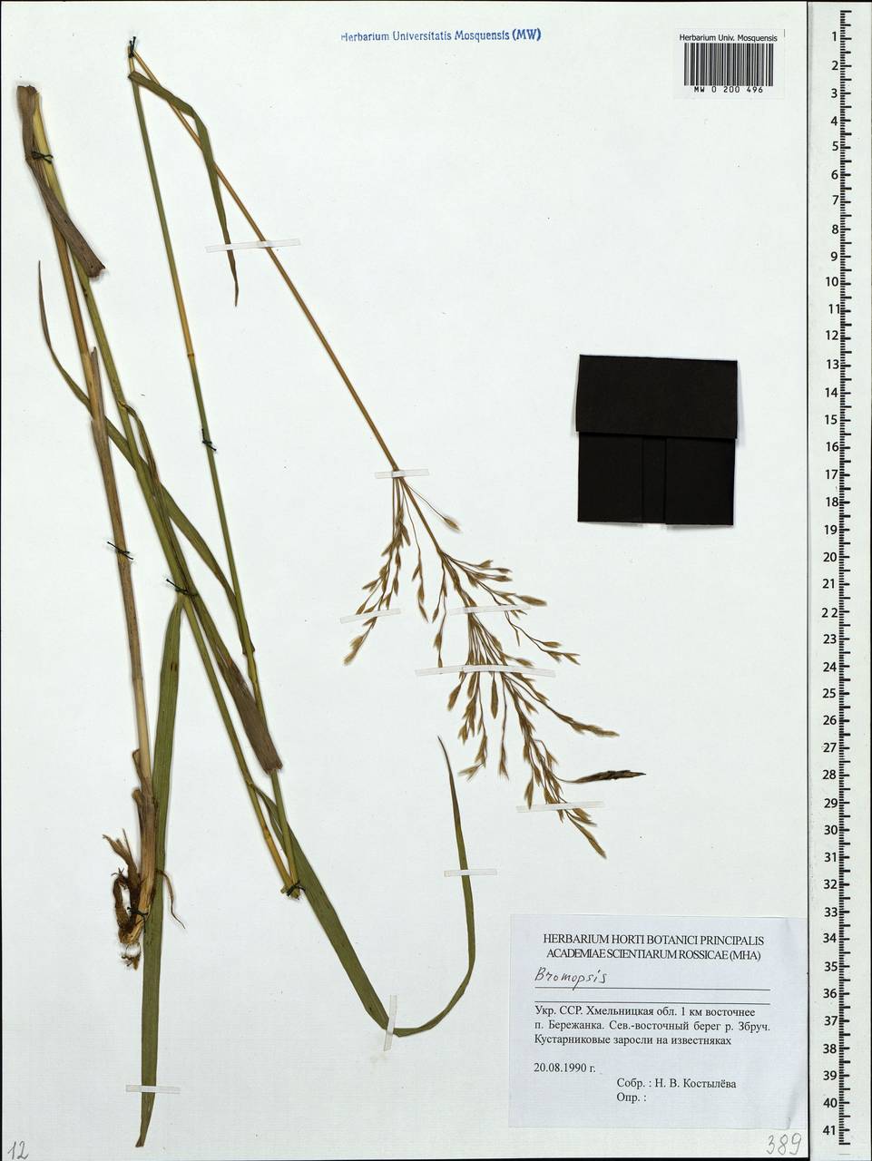 Bromus, Eastern Europe, South Ukrainian region (E12) (Ukraine)