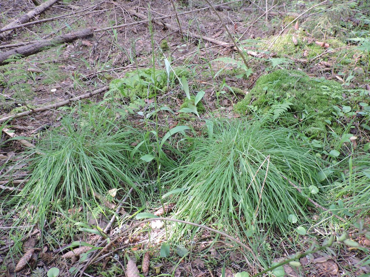 Carex paupercula