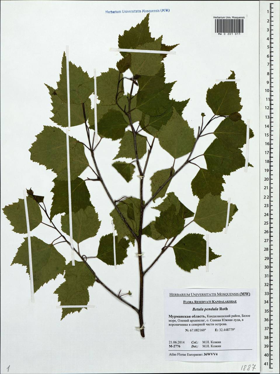 Береза повислая (Betula pendula гербарий