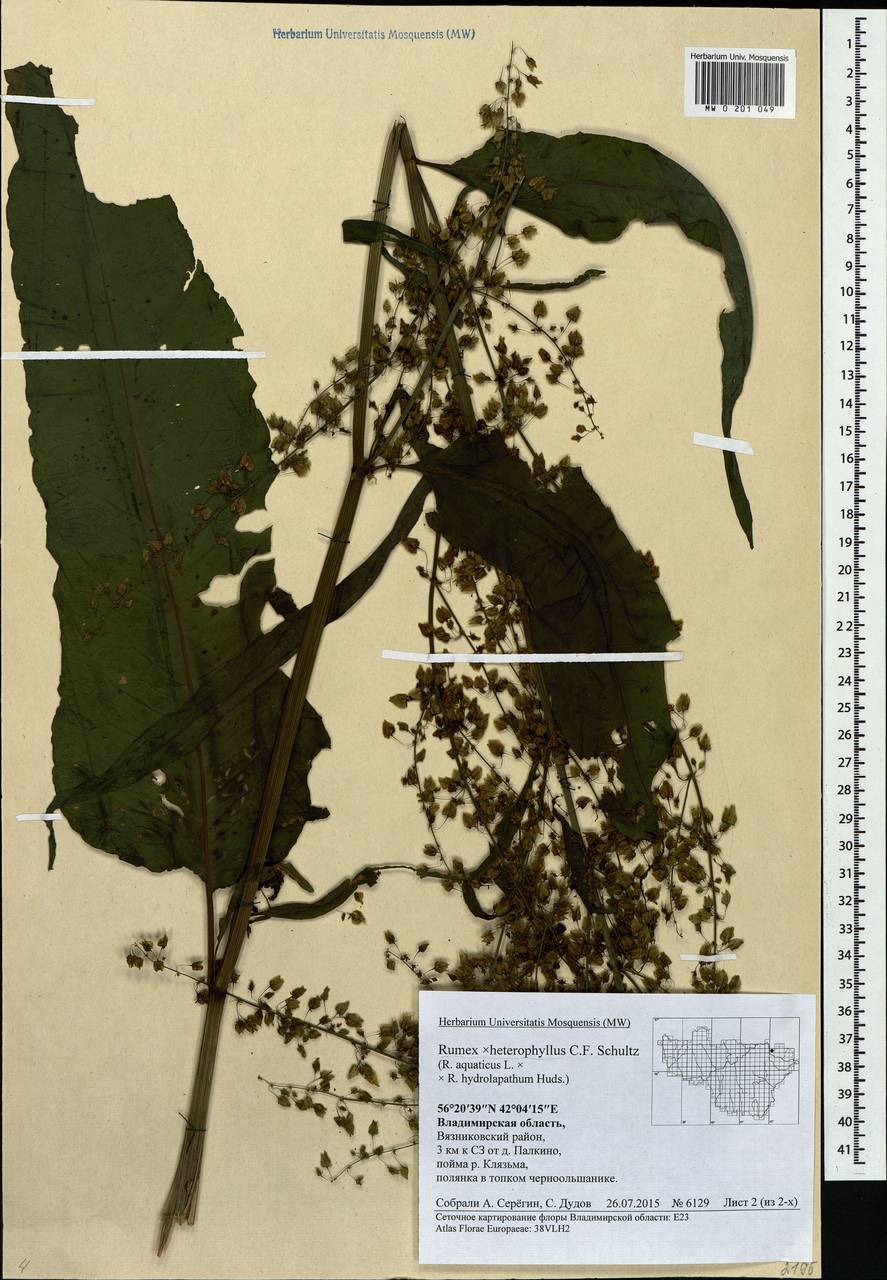 Rumex ×heterophyllus Schultz, Eastern Europe, Central region (E4) (Russia)