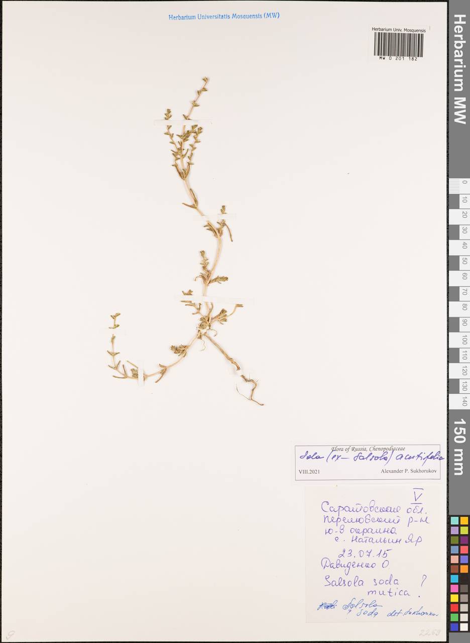 Soda acutifolia (Bunge) Mosyakin, Freitag & Rilke, Eastern Europe, Lower Volga region (E9) (Russia)