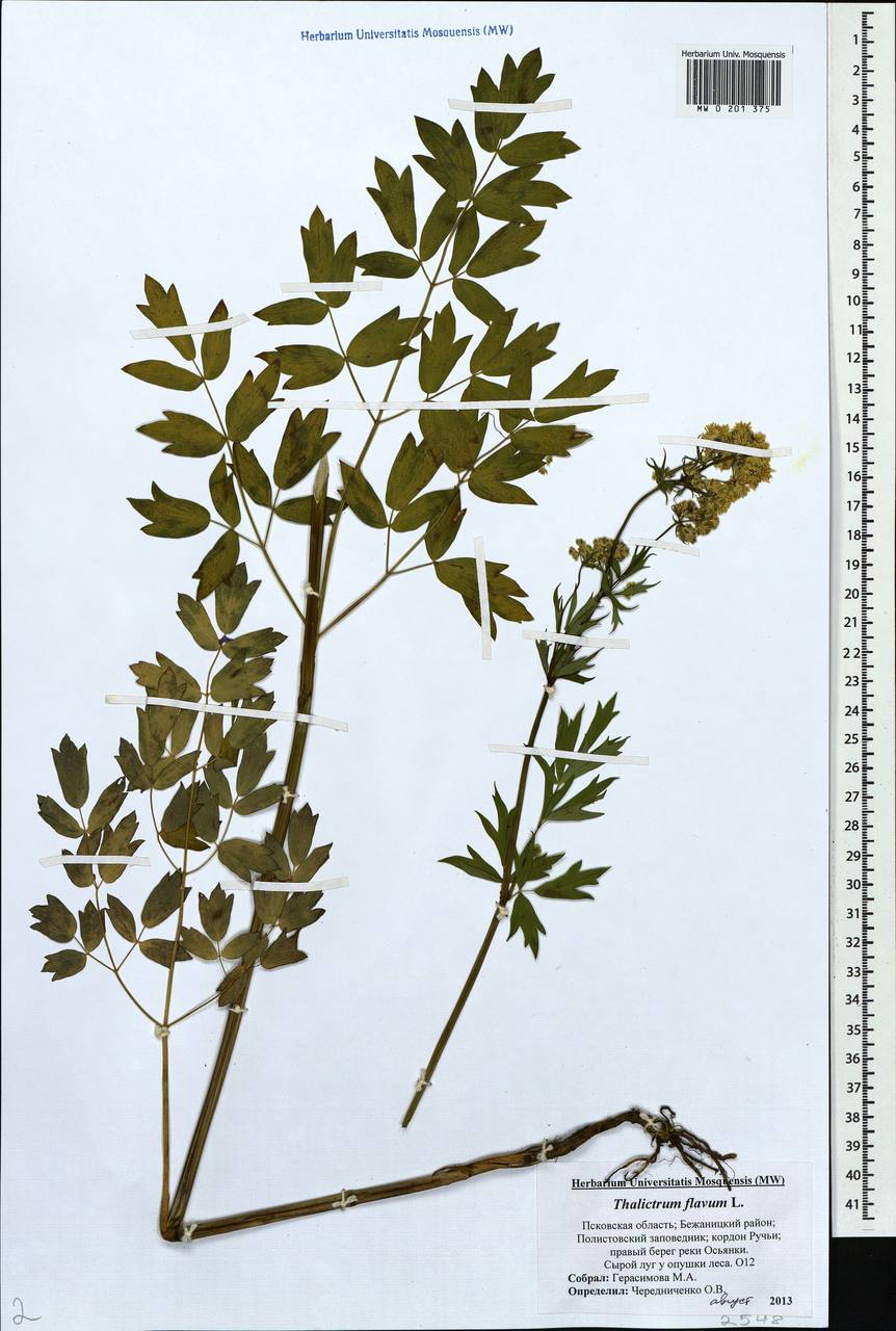 Thalictrum flavum диаграмма цветка