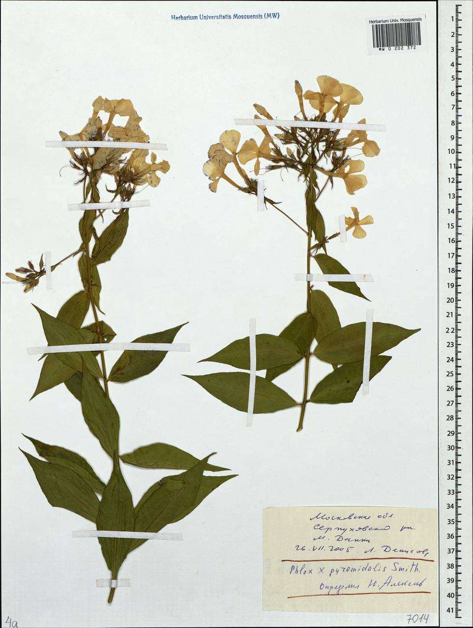 Phlox maculata subsp. pyramidalis (Sm.) Wherry, Eastern Europe, Moscow region (E4a) (Russia)