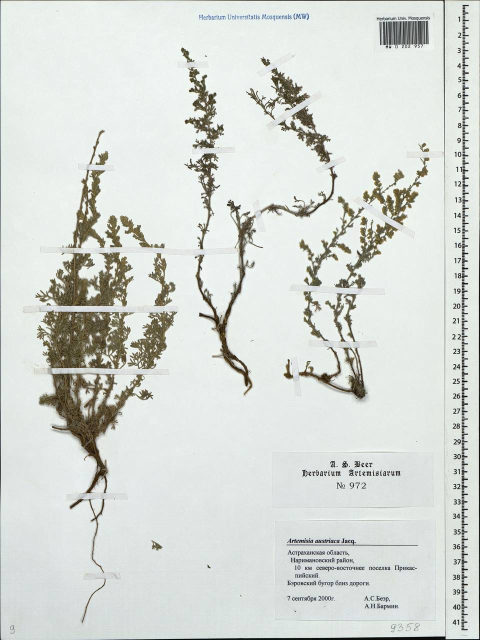 Artemisia austriaca Jacq., Eastern Europe, Lower Volga region (E9) (Russia)