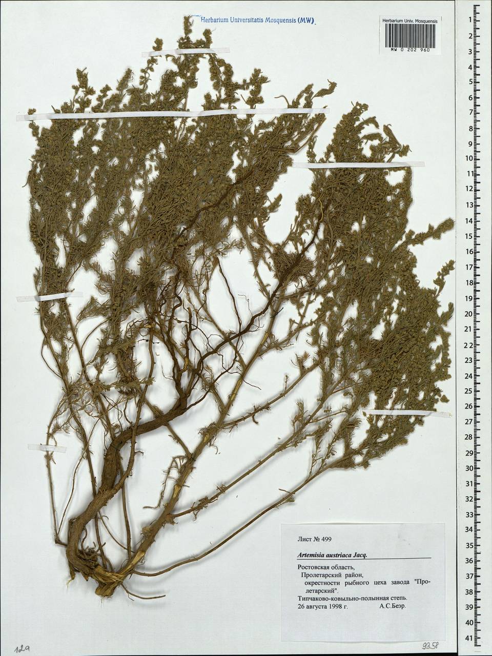 Artemisia austriaca Jacq., Eastern Europe, Rostov Oblast (E12a) (Russia)