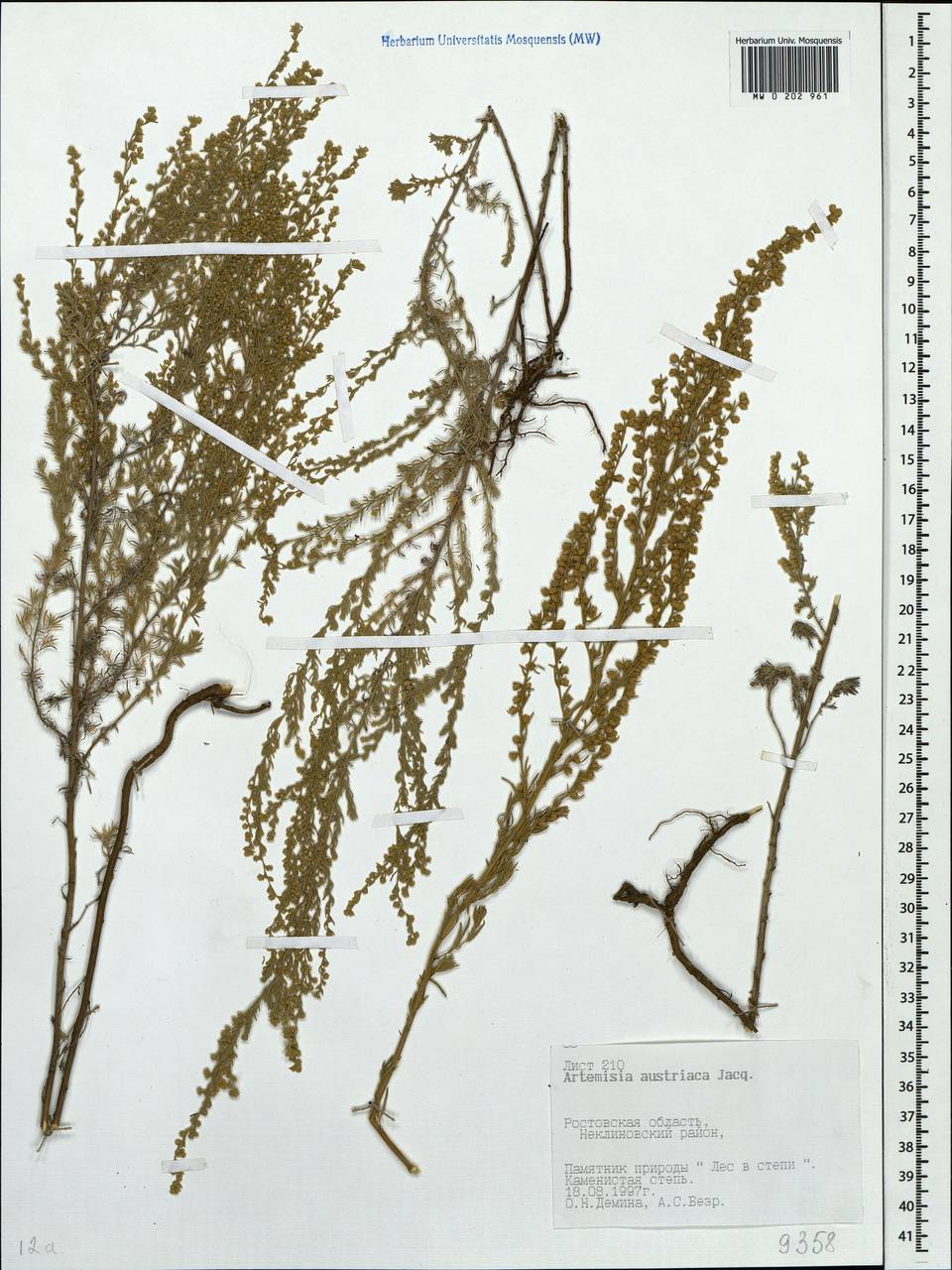 Artemisia austriaca Jacq., Eastern Europe, Rostov Oblast (E12a) (Russia)