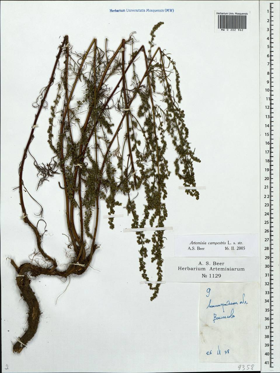 Artemisia campestris, Eastern Europe, North-Western region (E2) (Russia)