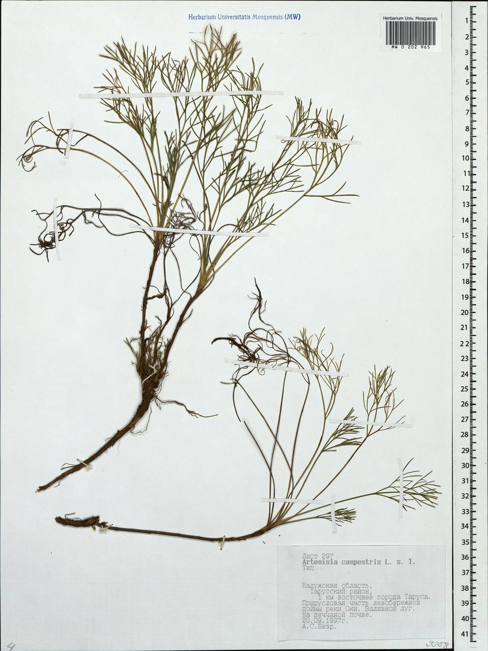 Artemisia campestris L., Eastern Europe, Central region (E4) (Russia)