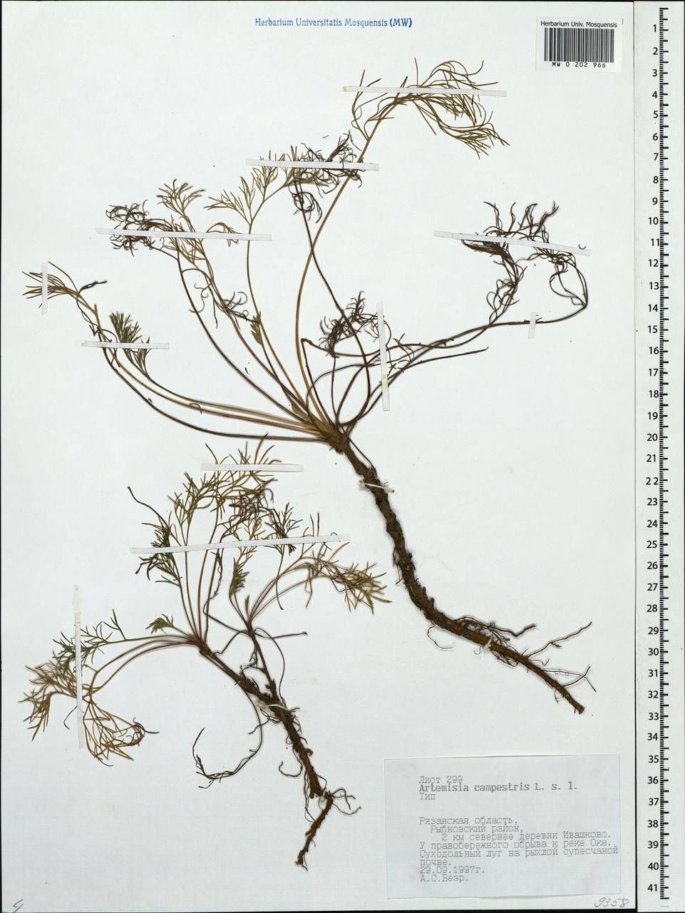 Artemisia campestris, Eastern Europe, Central region (E4) (Russia)