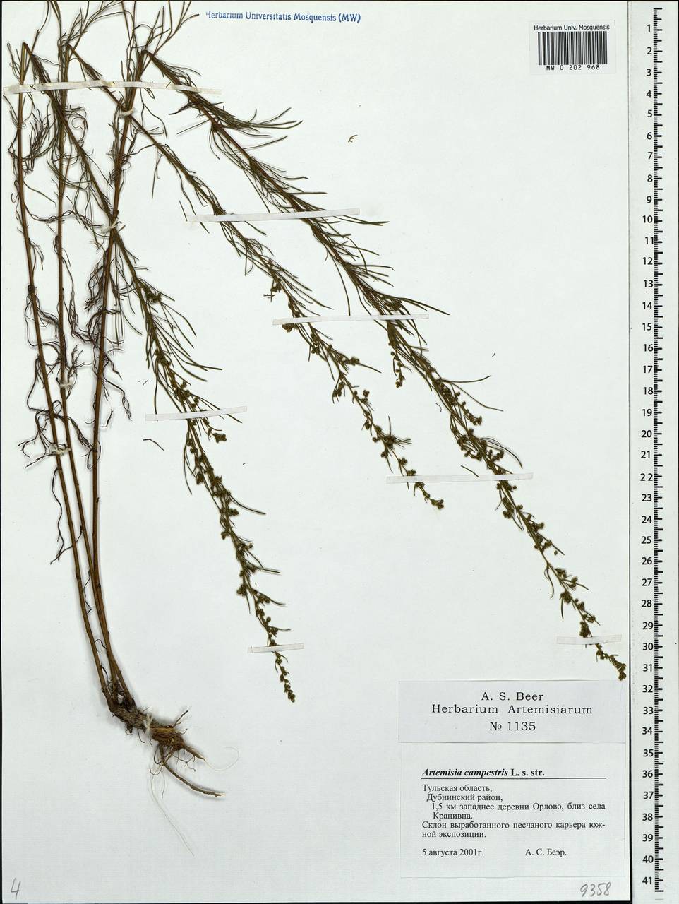 Artemisia campestris, Eastern Europe, Central region (E4) (Russia)