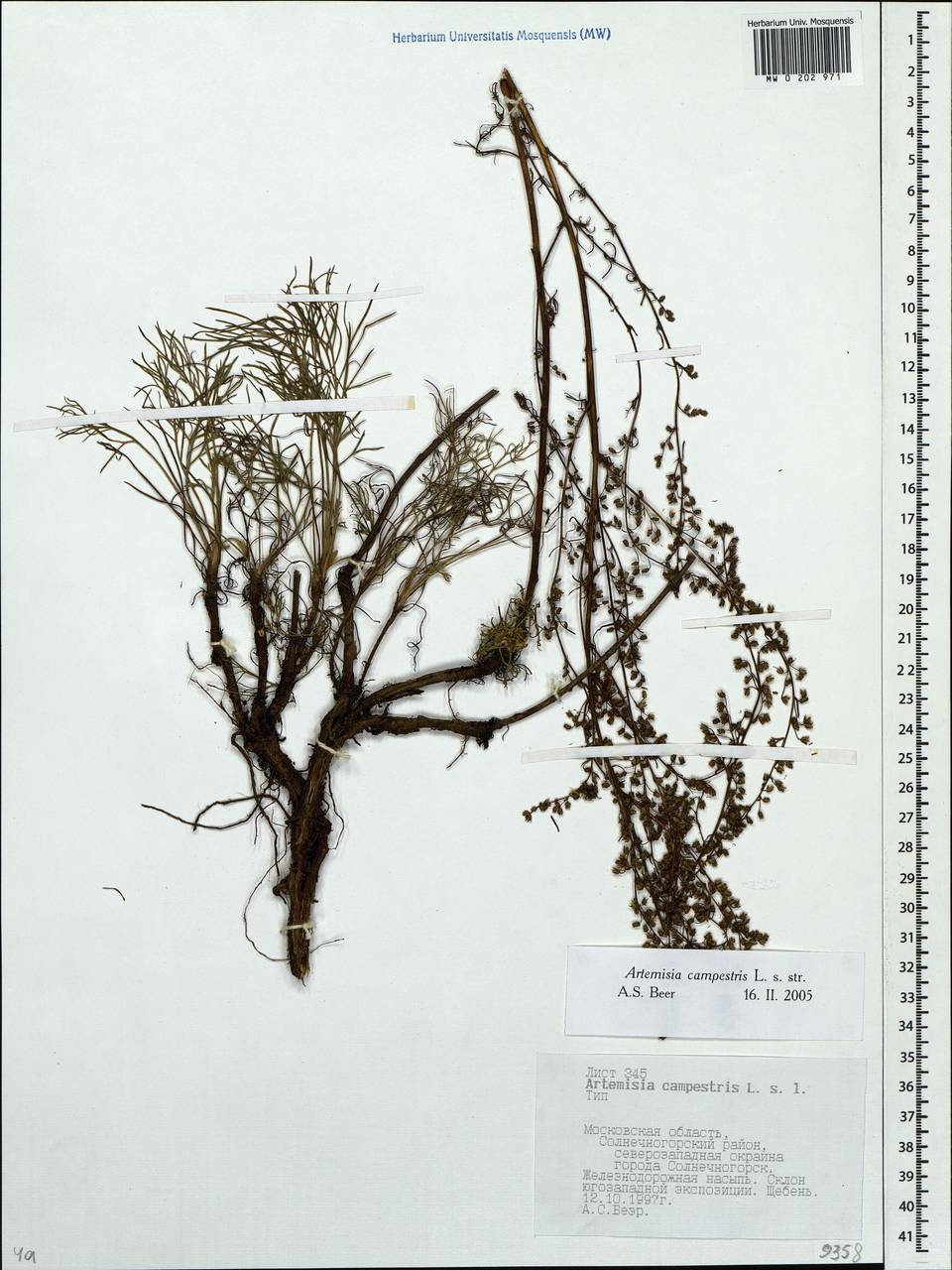 Artemisia campestris, Eastern Europe, Moscow region (E4a) (Russia)