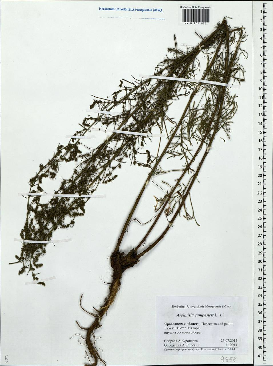 Artemisia campestris, Eastern Europe, Central forest region (E5) (Russia)