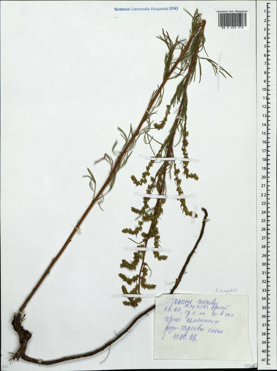 Artemisia campestris, Eastern Europe, Eastern region (E10) (Russia)