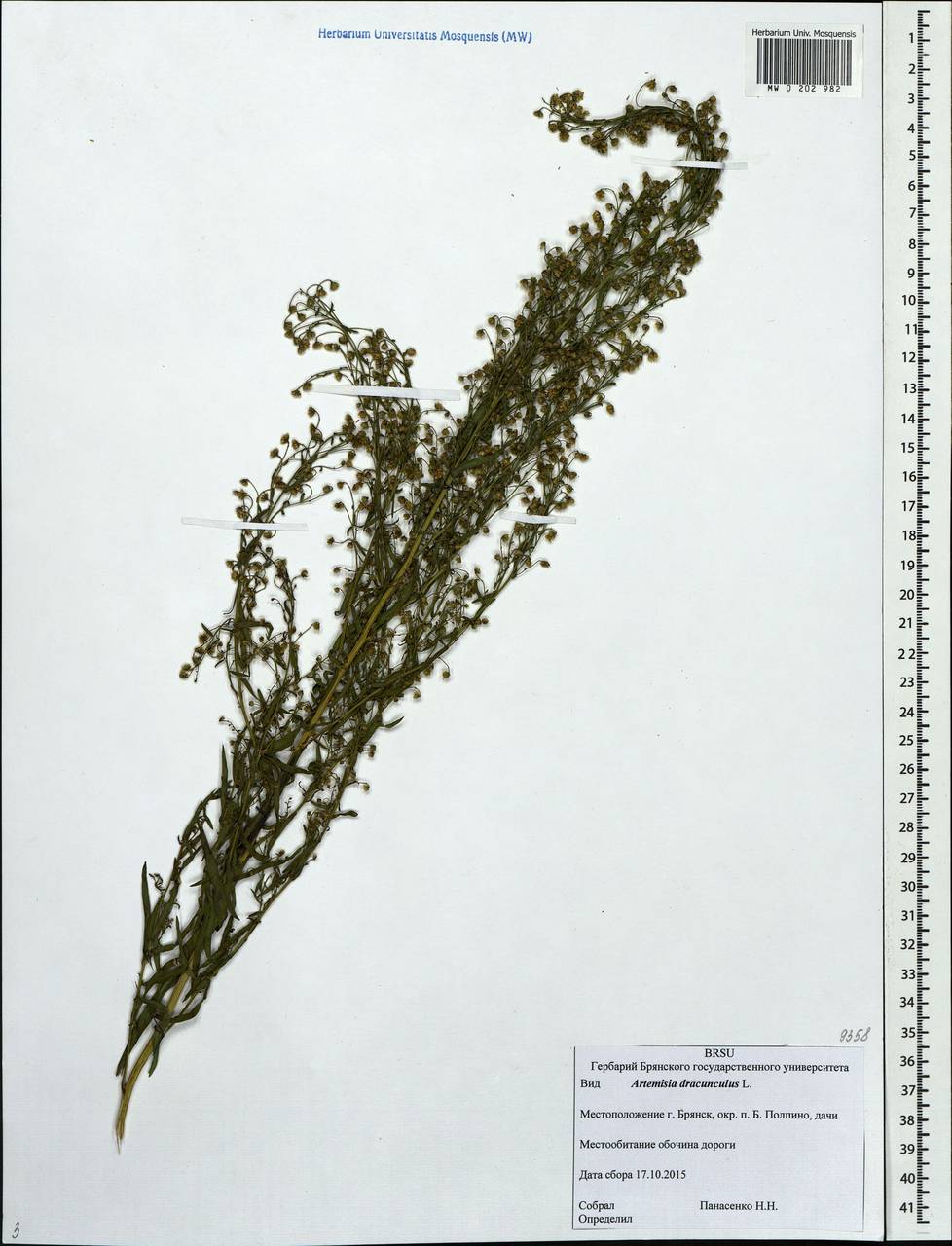 Artemisia dracunculus L., Eastern Europe, Western region (E3) (Russia)