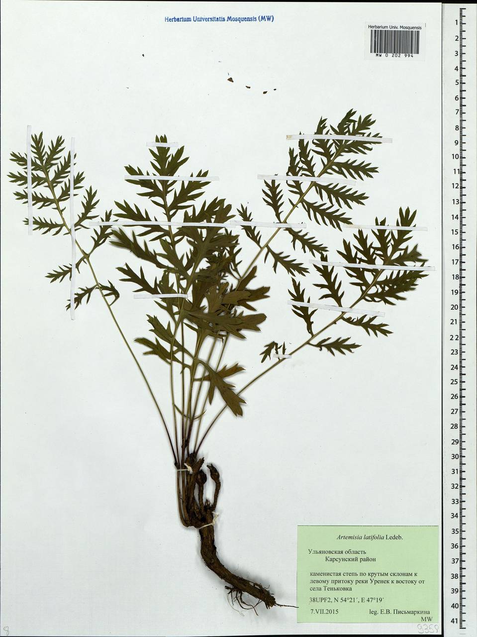 Artemisia latifolia Ledeb., Eastern Europe, Middle Volga region (E8) (Russia)