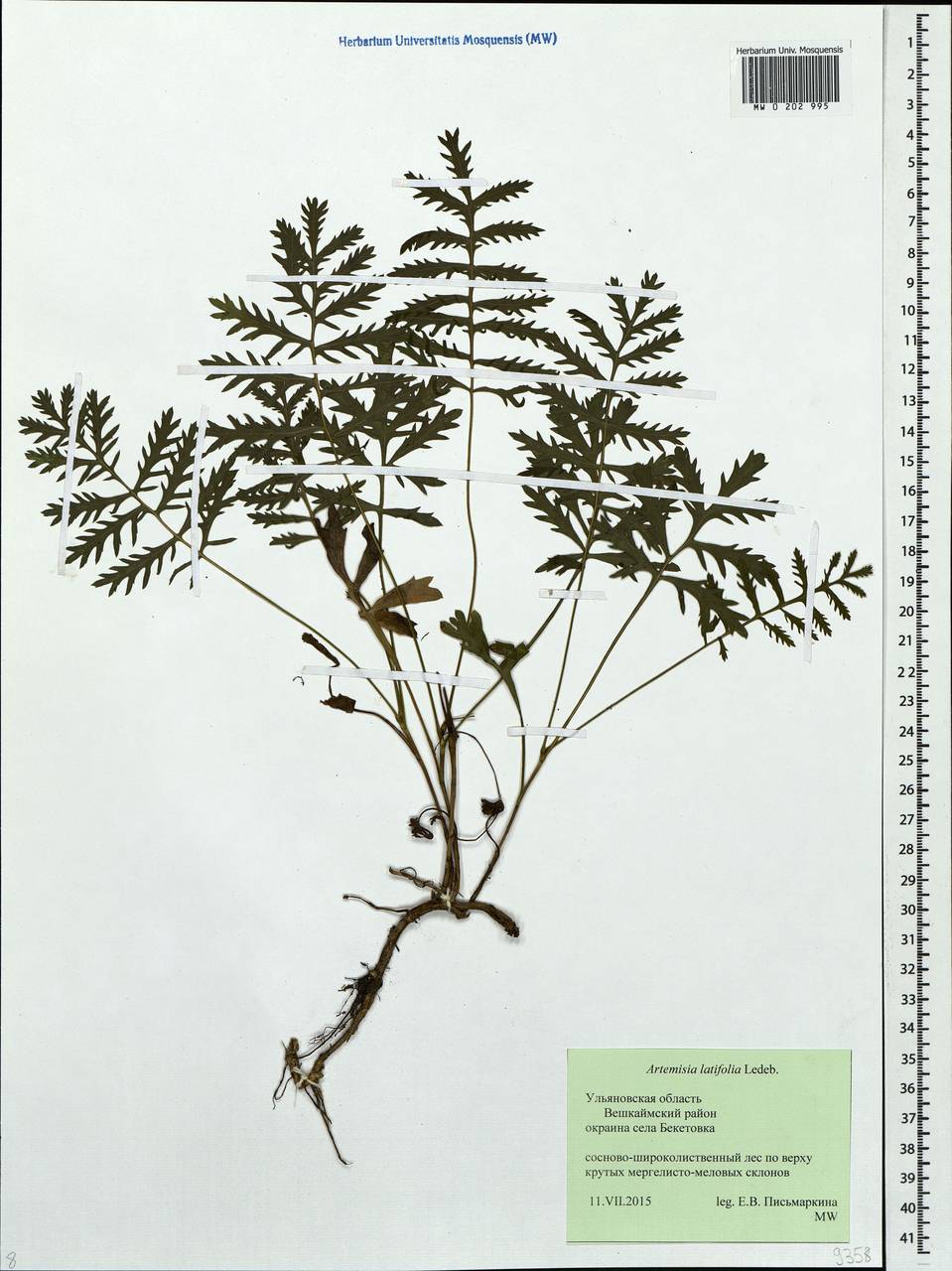Artemisia latifolia Ledeb., Eastern Europe, Middle Volga region (E8) (Russia)