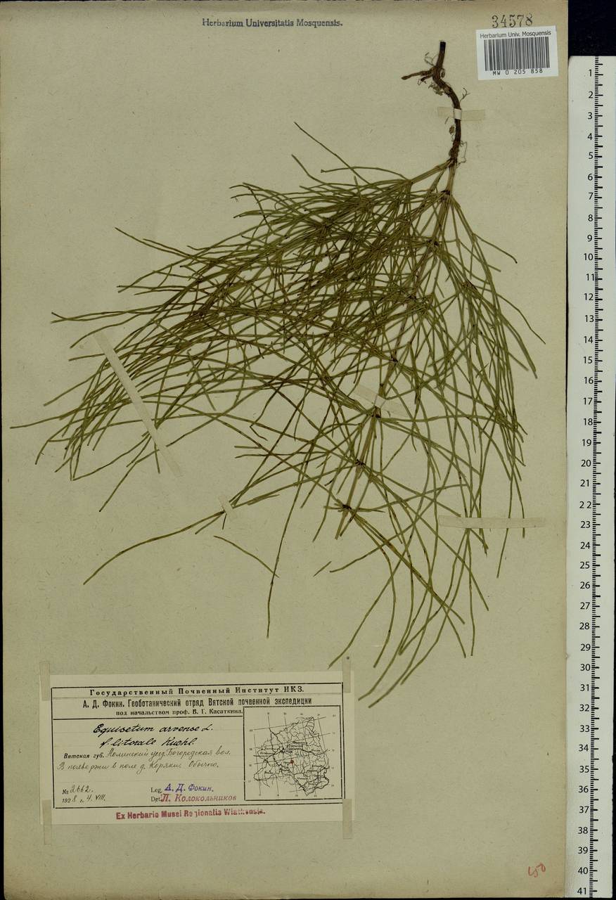 Equisetum arvense L., Eastern Europe, Volga-Kama region (E7) (Russia)