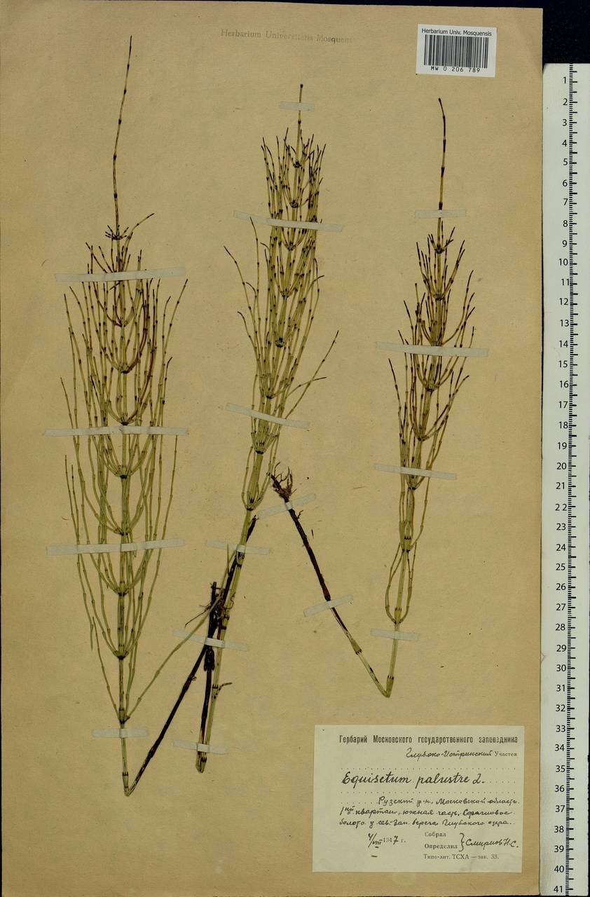 Equisetum palustre L., Eastern Europe, Moscow region (E4a) (Russia)