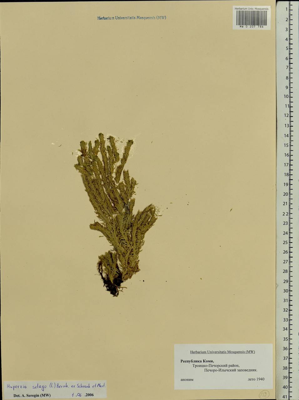 Huperzia selago (L.) Bernh., Eastern Europe, Northern region (E1) (Russia)