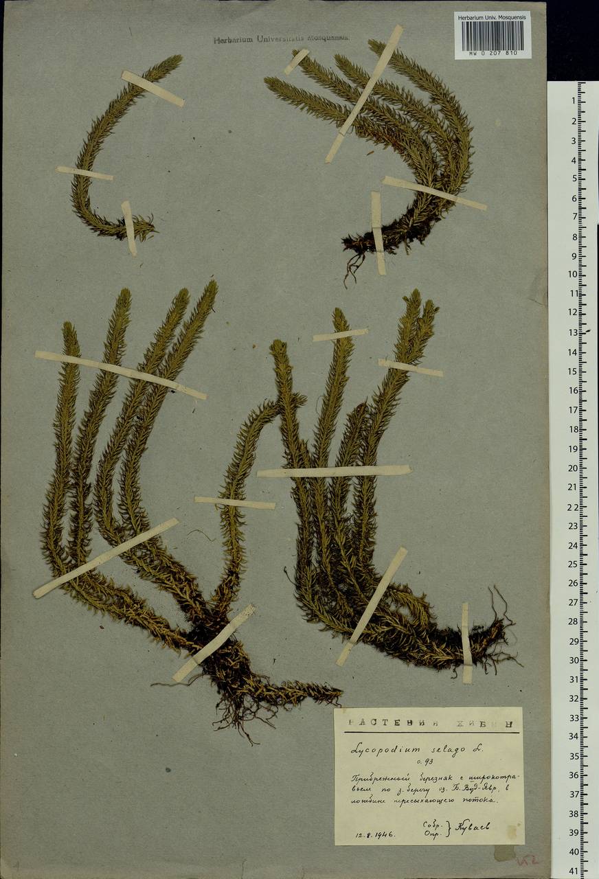 Huperzia selago (L.) Bernh., Eastern Europe, Northern region (E1) (Russia)