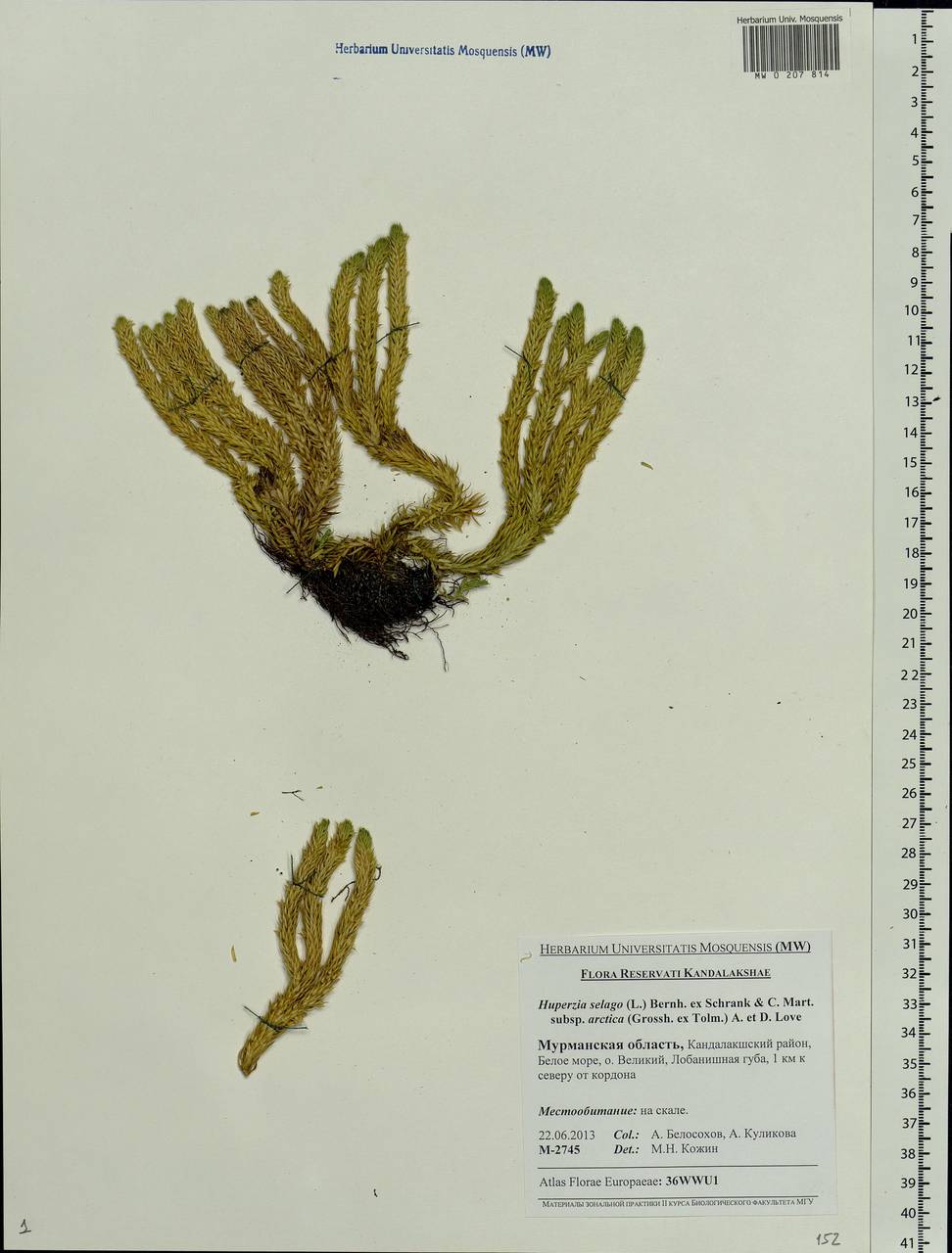 Huperzia selago, Eastern Europe, Northern region (E1) (Russia)