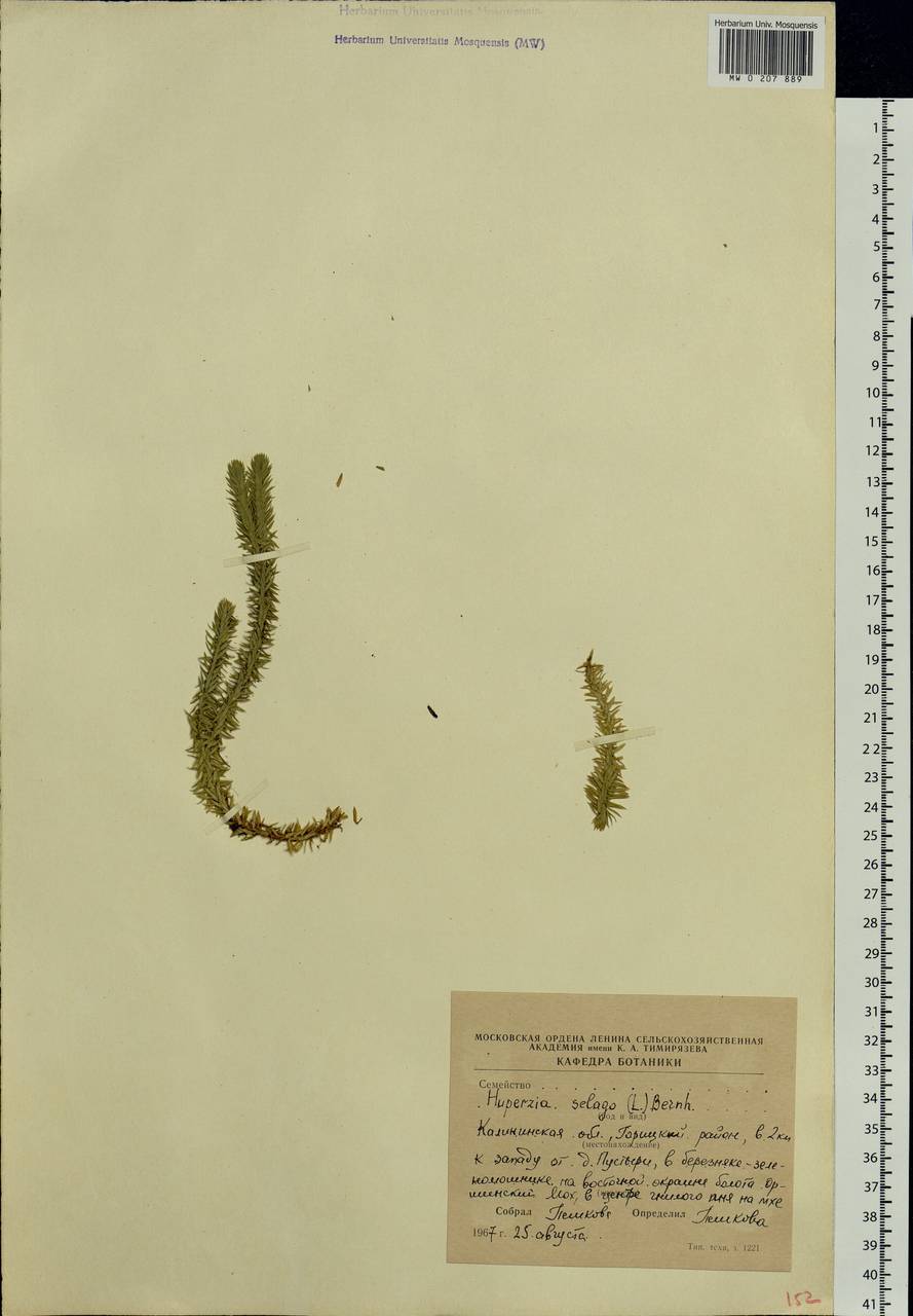 Huperzia selago (L.) Bernh., Eastern Europe, North-Western region (E2) (Russia)