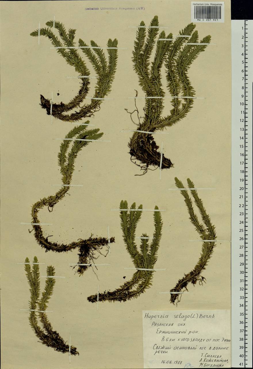 Huperzia selago (L.) Bernh., Eastern Europe, Central region (E4) (Russia)