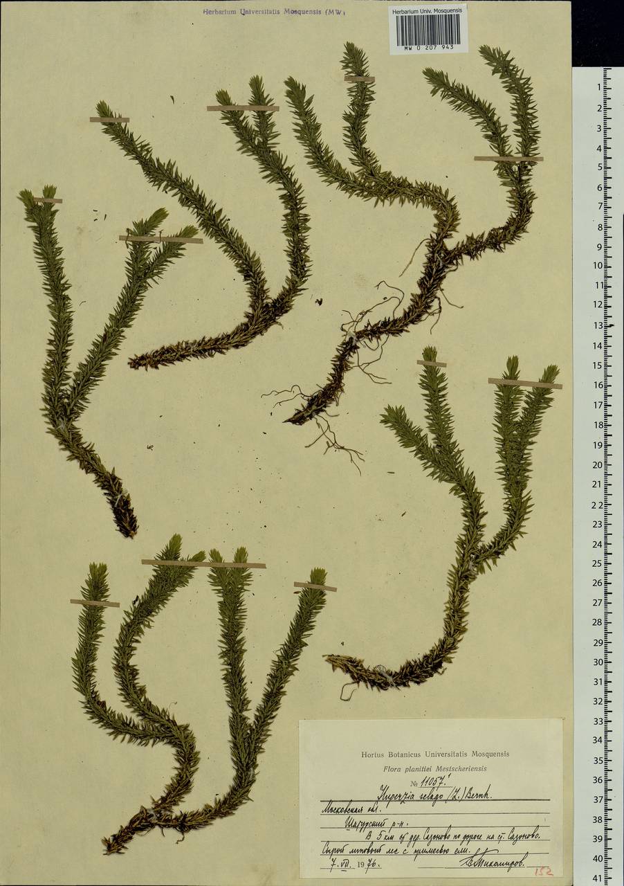 Huperzia selago (L.) Bernh., Eastern Europe, Moscow region (E4a) (Russia)