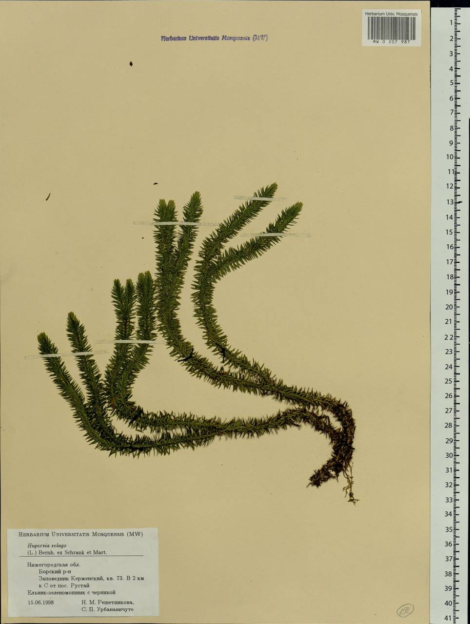 Huperzia selago (L.) Bernh., Eastern Europe, Volga-Kama region (E7) (Russia)
