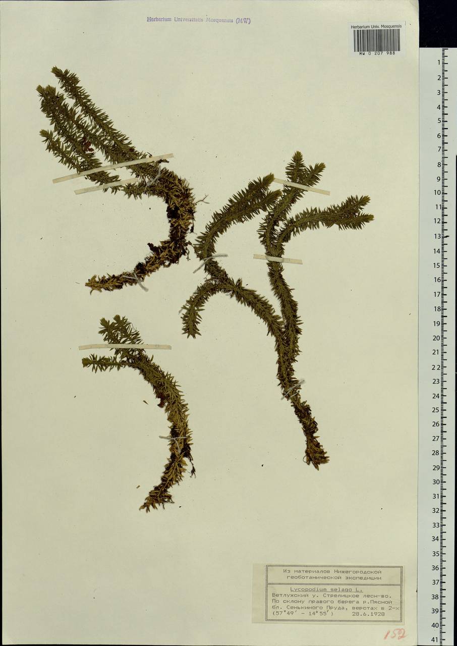 Huperzia selago (L.) Bernh., Eastern Europe, Volga-Kama region (E7) (Russia)