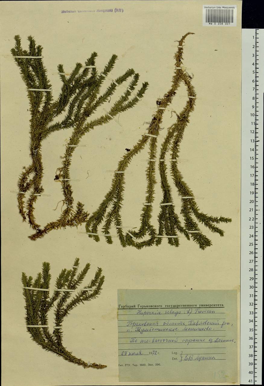 Huperzia selago, Eastern Europe, Volga-Kama region (E7) (Russia)