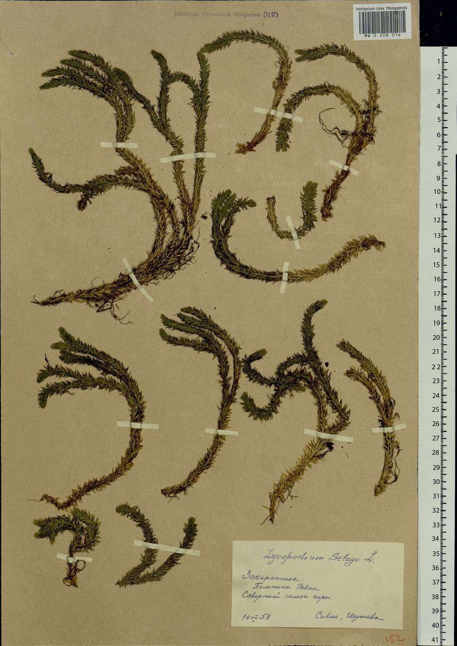 Huperzia selago (L.) Bernh., Eastern Europe, West Ukrainian region (E13) (Ukraine)