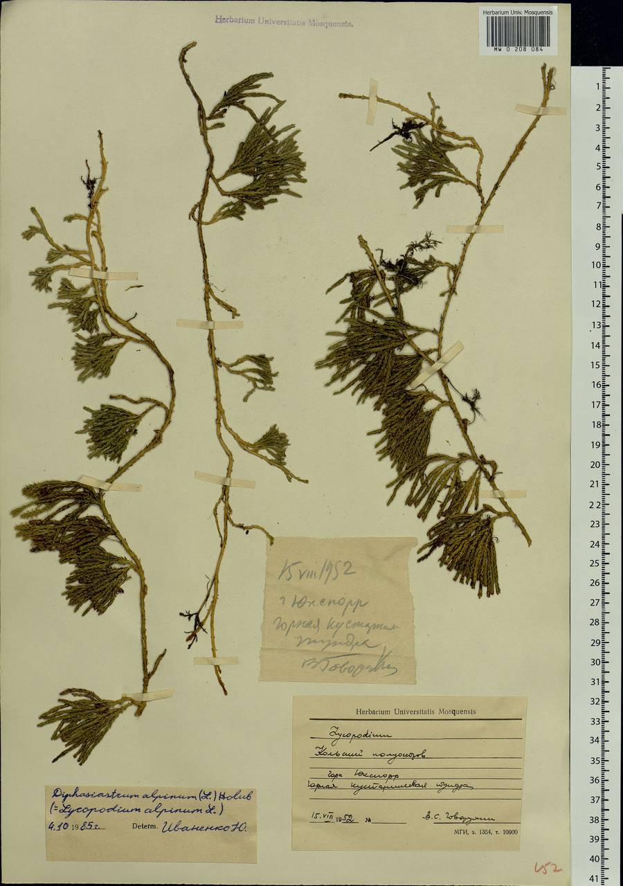 Diphasiastrum alpinum (L.) Holub, Eastern Europe, Northern region (E1) (Russia)