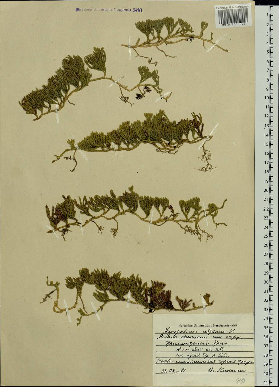 Diphasiastrum alpinum (L.) Holub, Siberia, Western Siberia (S1) (Russia)
