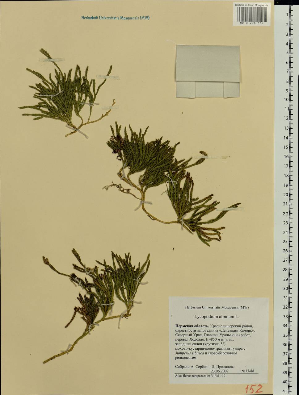 Diphasiastrum alpinum (L.) Holub, Eastern Europe, Eastern region (E10) (Russia)