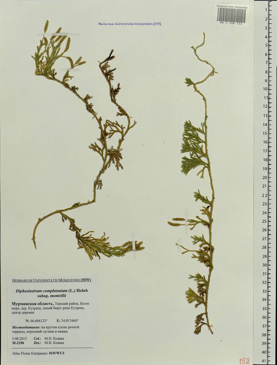 Diphasiastrum complanatum (L.) Holub, Eastern Europe, Northern region (E1) (Russia)