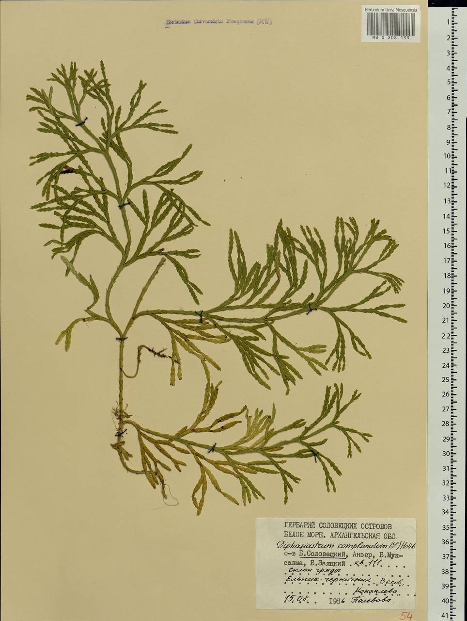 Diphasiastrum complanatum (L.) Holub, Eastern Europe, Northern region (E1) (Russia)