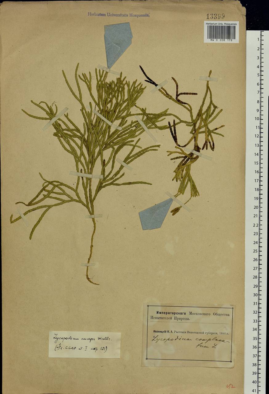 Diphasiastrum complanatum (L.) Holub, Eastern Europe, Northern region (E1) (Russia)