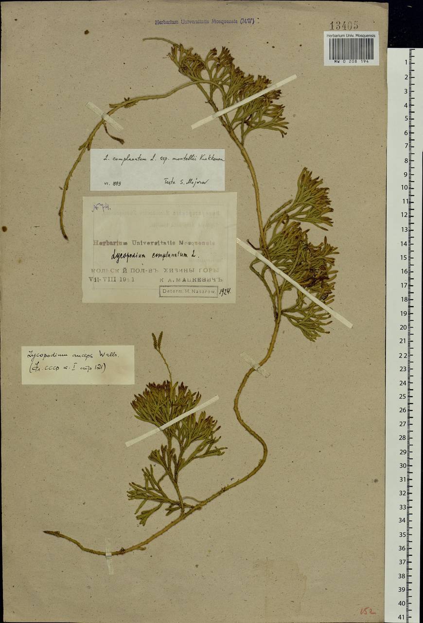 Diphasiastrum complanatum (L.) Holub, Eastern Europe, Northern region (E1) (Russia)