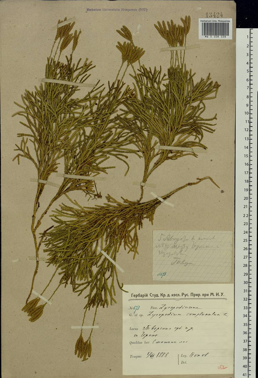 Diphasiastrum complanatum (L.) Holub, Eastern Europe, North-Western region (E2) (Russia)