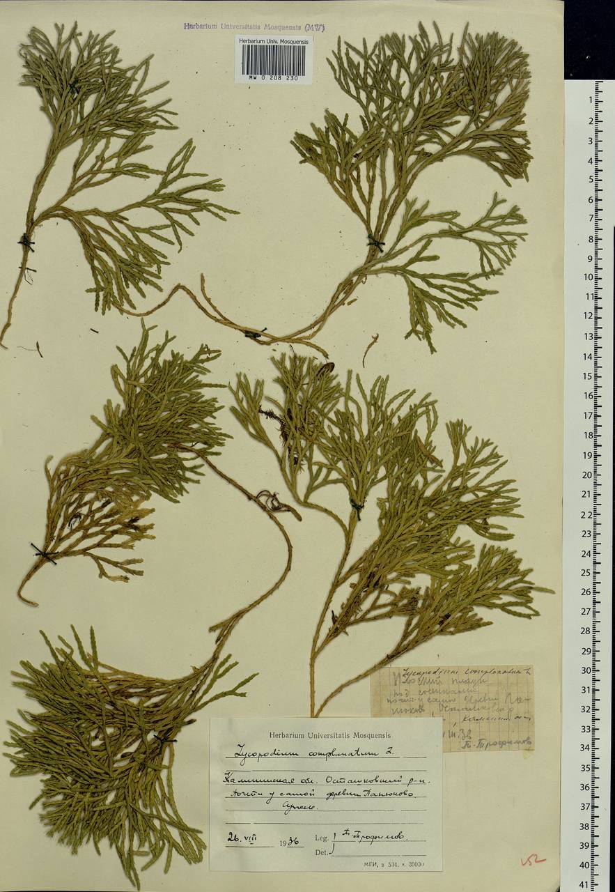 Diphasiastrum complanatum (L.) Holub, Eastern Europe, North-Western region (E2) (Russia)