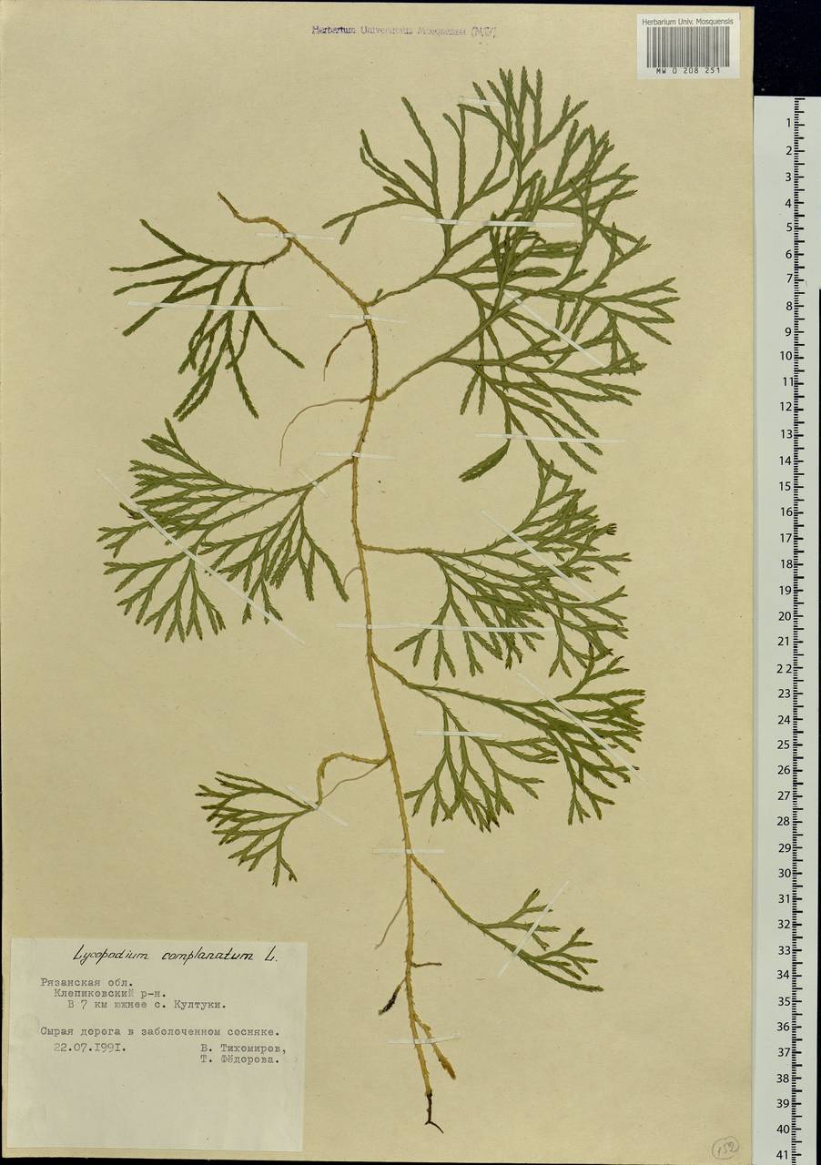 Diphasiastrum complanatum (L.) Holub, Eastern Europe, Central region (E4) (Russia)