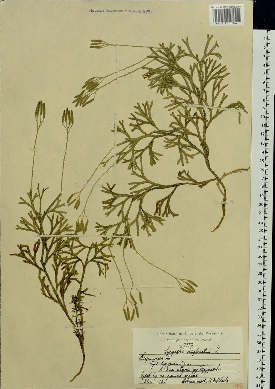 Diphasiastrum complanatum (L.) Holub, Eastern Europe, Central region (E4) (Russia)