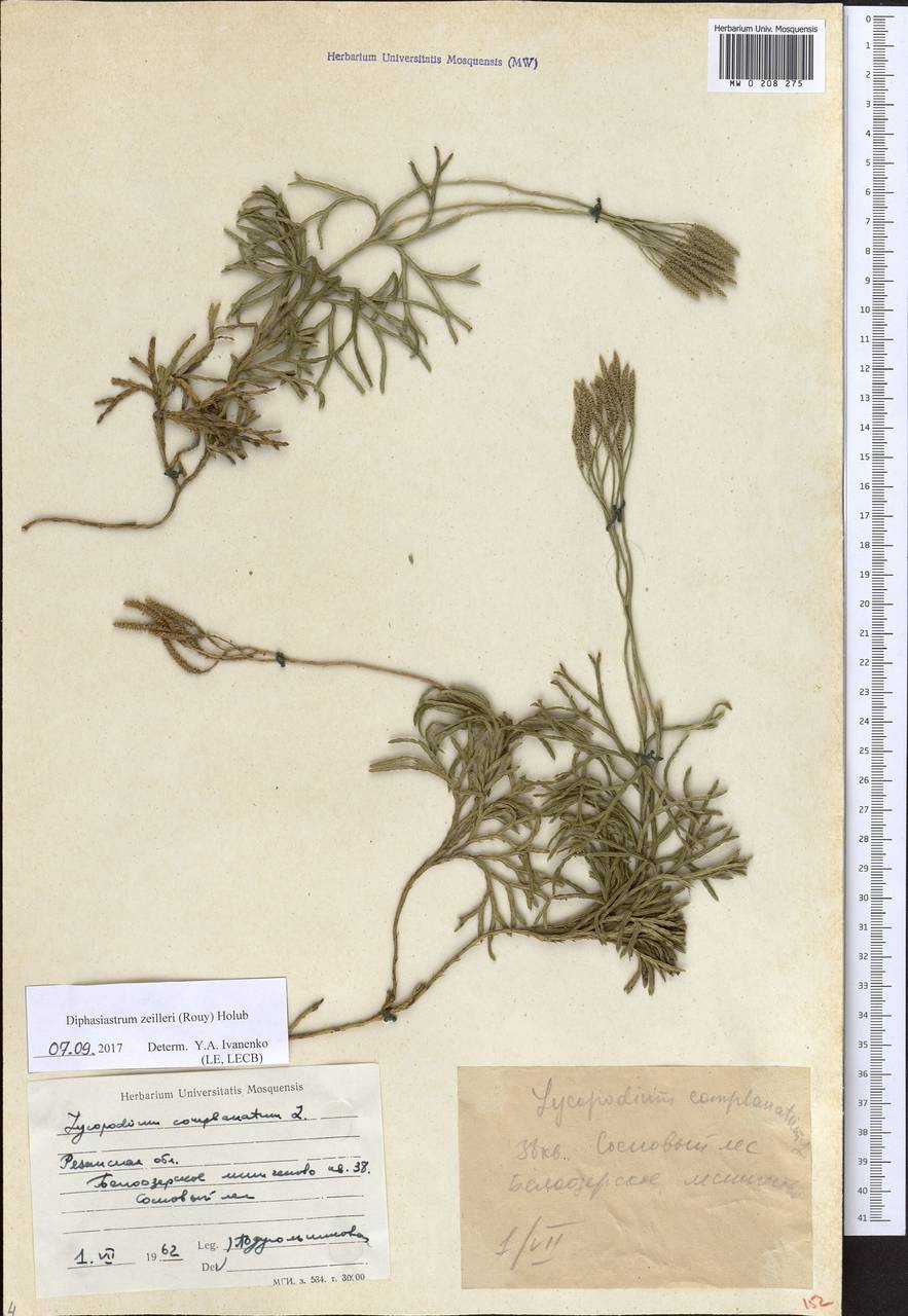 Diphasiastrum × zeilleri (Rouy) Holub, Eastern Europe, Central region (E4) (Russia)