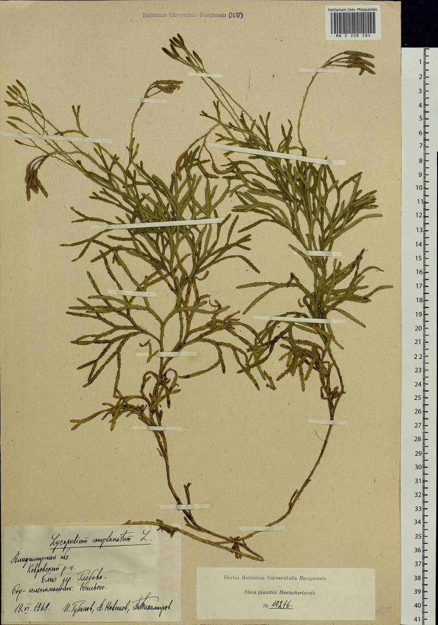 Diphasiastrum complanatum (L.) Holub, Eastern Europe, Central region (E4) (Russia)