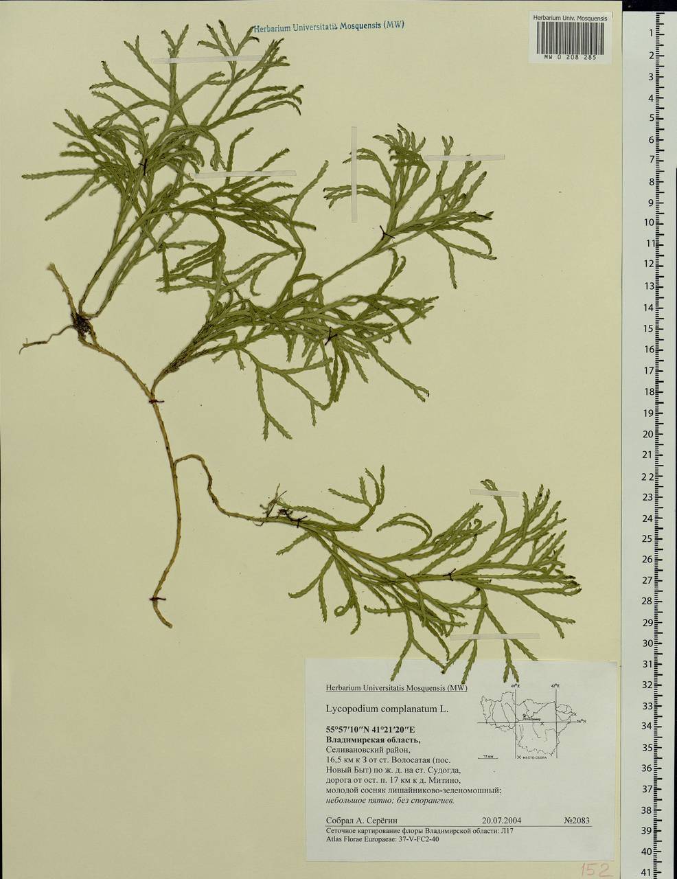 Diphasiastrum complanatum (L.) Holub, Eastern Europe, Central region (E4) (Russia)