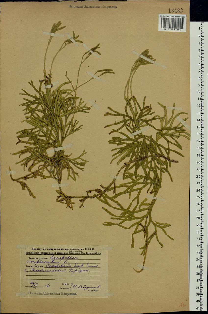 Diphasiastrum complanatum (L.) Holub, Eastern Europe, Central region (E4) (Russia)